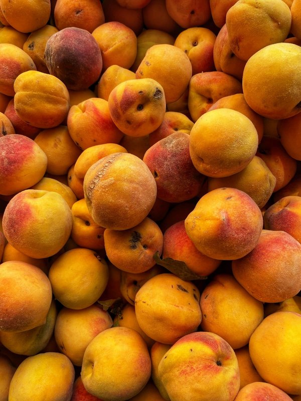 Quels sont les secrets pour une expérience de pêche artisanale en Norvège?