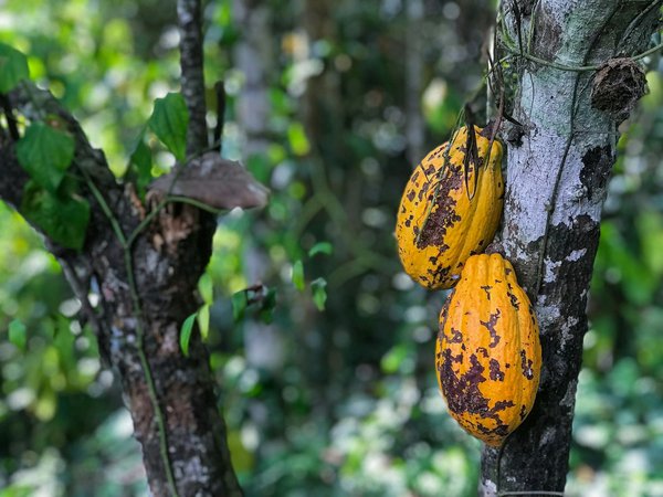 Peut-on trouver des croisières qui offrent des excursions pour découvrir les plantations de cacao en Afrique de l'Ouest?