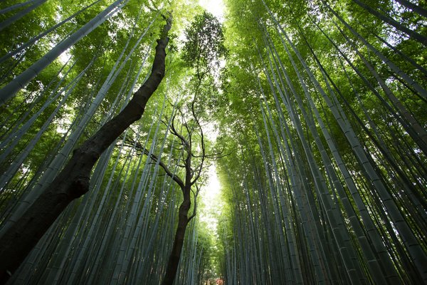 Comment organiser une randonnée dans les forêts de bambous au Japon?